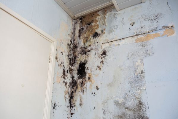 Mold grows on a wall in a home